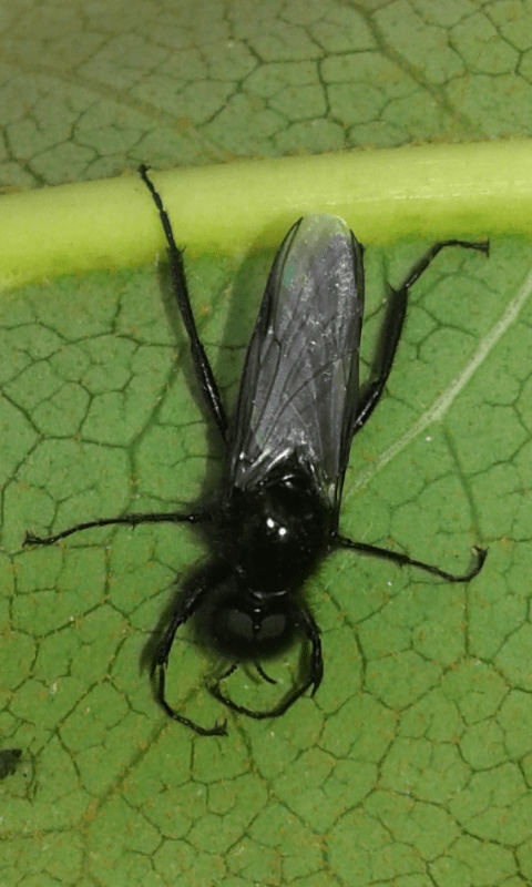 Larve di dittero?  S, pupe di Bibo sp. (Bibionidae).